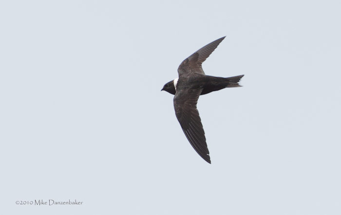White-collared Swift (Streptoprocne zonaris) photo image