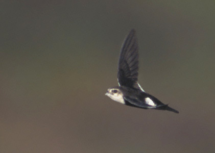 White-throated Swift (Aeronautes saxatalis) photo image