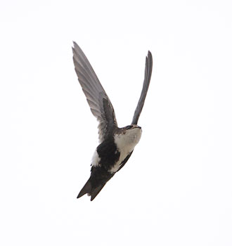 White-throated Swift (Aeronautes saxatalis) photo image