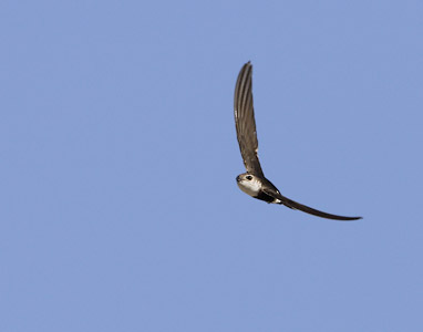 White-throated Swift (Aeronautes saxatalis) photo image