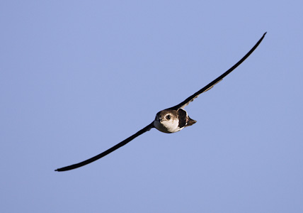White-throated Swift (Aeronautes saxatalis) photo image