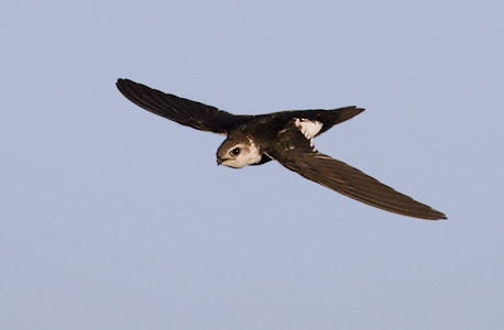 White-throated Swift (Aeronautes saxatalis) photo image