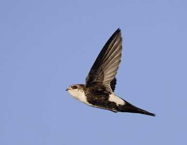 White-throated Swift (Aeronautes saxatalis) photo image