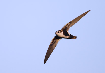 White-throated Swift (Aeronautes saxatalis) photo image
