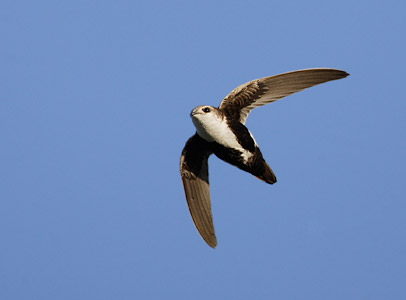 White-throated Swift (Aeronautes saxatalis) photo image