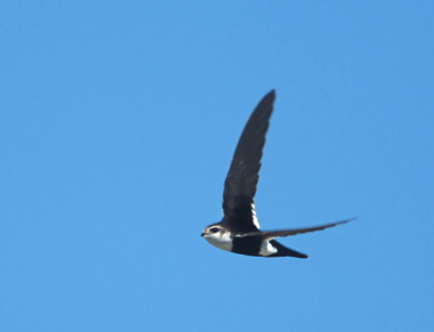 White-throated Swift (Aeronautes saxatalis) photo image