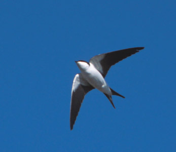 Bahama Swallow (Tachycineta cyaneoviridis) photo image