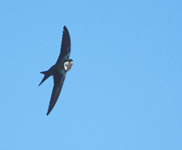 Bahama Swallow (Tachycineta cyaneoviridis) photo image