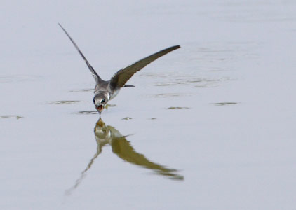 Sand Martin (Riparia riparia) photo
