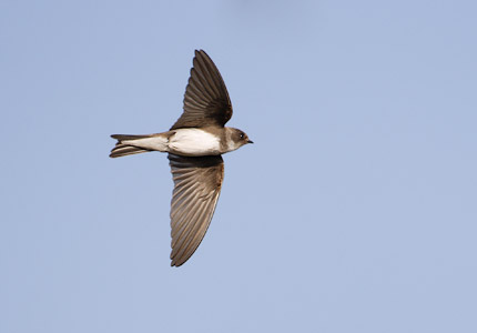 Bank Swallow (Riparia riparia) photo image