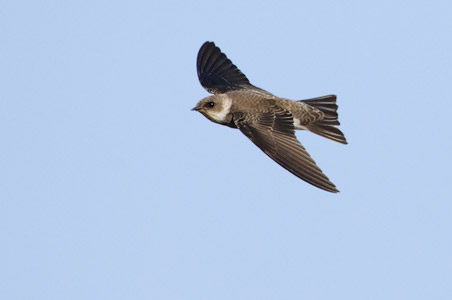 Bank Swallow (Riparia riparia) photo image