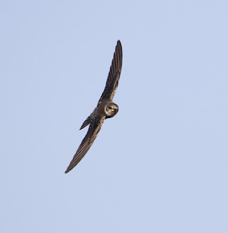 Bank Swallow (Riparia riparia) photo image