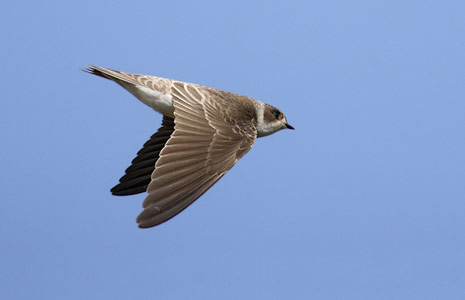 Sand Martin (Riparia riparia) photo
