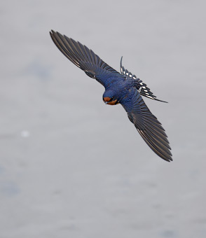Barn Swallow (Hirundo rustica) photo image
