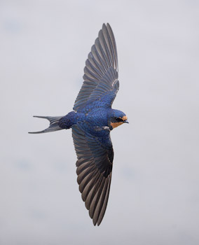 Barn Swallow (Hirundo rustica) photo image