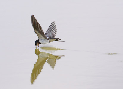 Barn Swallow (Hirundo rustica) photo image