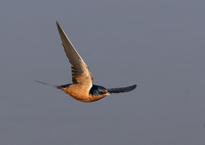 Barn Swallow (Hirundo rustica) photo image