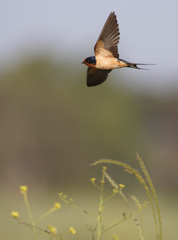 Barn Swallow (Hirundo rustica) photo image
