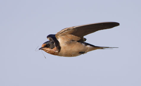 Barn Swallow (Hirundo rustica) photo image