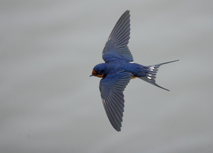Barn Swallow (Hirundo rustica) photo image