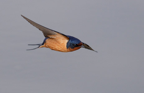 Barn Swallow (Hirundo rustica) photo image