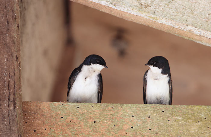 Blue-and-white Swallow (Notiochelidon cyanoleuca) photo image