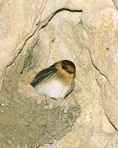 Cave Swallow (Petrochelidon fulva) photo image