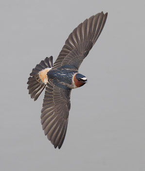 Cliff Swallow (Petrochelidon pyrrhonota) photo