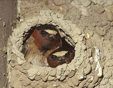 Cliff Swallow (Petrochelidon pyrrhonota) photo image