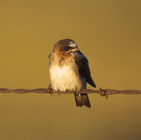 Cliff Swallow (Petrochelidon pyrrhonota) photo image