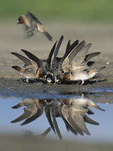 Cliff Swallow (Petrochelidon pyrrhonota) photo image