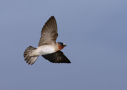 Cliff Swallow (Petrochelidon pyrrhonota) photo image