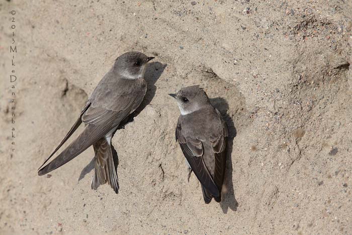 Pale Martin (Riparia diluta) photo