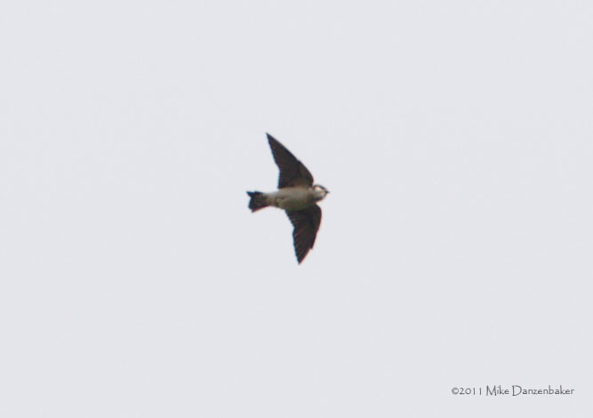 Preuss's Cliff Swallow (Petrochelidon preussi) photo