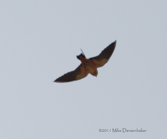 Red-breasted Swallow (Cecropis semirufa) photo