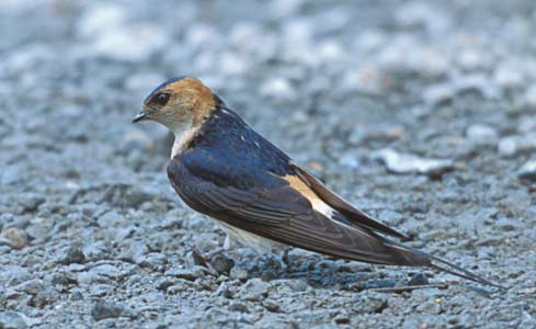 Red-rumped Swallow (Cecropis daurica) photo image