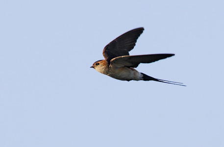 Red-rumped Swallow (Hirundo daurica) photo