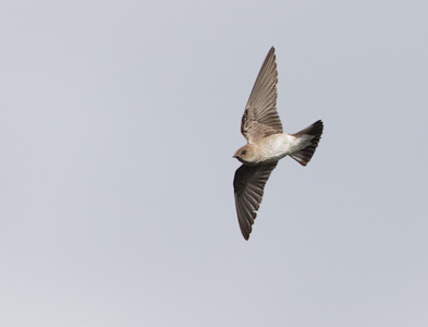 Northern Rough-winged Swallow (Stelgidopteryx serripennis) photo image