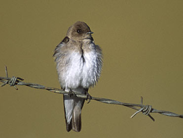 Northern Rough-winged Swallow (Stelgidopteryx serripennis) photo image
