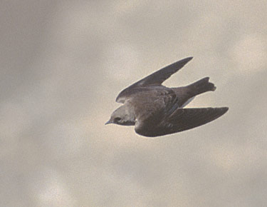 Northern Rough-winged Swallow (Stelgidopteryx serripennis) photo image