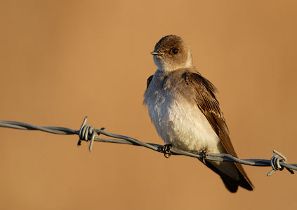 Northern Rough-winged Swallow (Stelgidopteryx serripennis) photo image