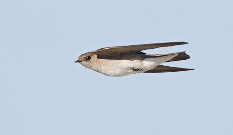 Northern Rough-winged Swallow (Stelgidopteryx serripennis) photo image