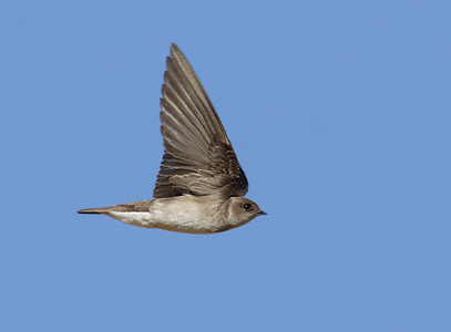 Northern Rough-winged Swallow (Stelgidopteryx serripennis) photo