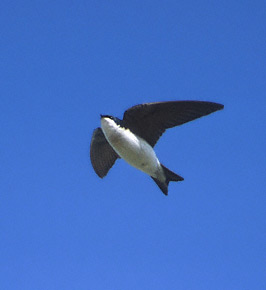 Tree Swallow (Tachycineta bicolor) photo image