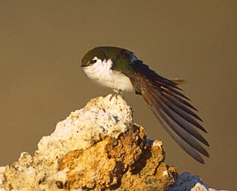 Violet-green Swallow (Tachycineta thalassina) photo image