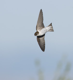 Violet-green Swallow (Tachycineta thalassina) photo image