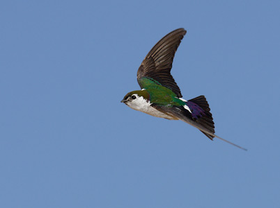 Violet-green Swallow (Tachycineta thalassina) photo image