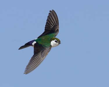 Violet-green Swallow (Tachycineta thalassina) photo image