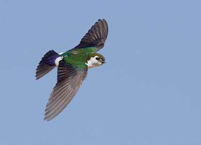 Violet-green Swallow (Tachycineta thalassina) photo image