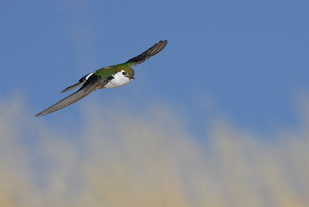 Violet-green Swallow (Tachycineta thalassina) photo image
